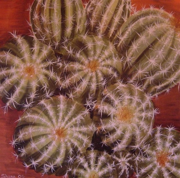 cactus - Click to make an enquiry