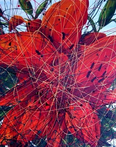 orange lily - Click to make an enquiry