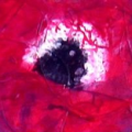 Anemone