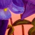aquilegia