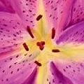 pink lily